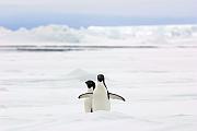 長居南極的還有阿德利企鵝