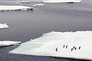 浮冰上的阿德利企鵝
