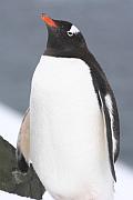 巴布亞企鵝
