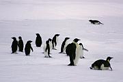 跟其他企鵝並立時，可見帝王企鵝明顯較高大。