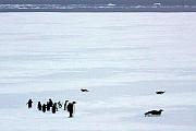 只有帝王企鵝和阿德利企鵝會長期逗留在浮冰上