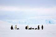 沒想過在短短十天的南極「入門」旅程中，竟能兩次遇上難得一見的帝王企鵝，還不止一、兩隻，真叫我喜出望外。