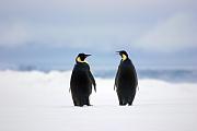 兩隻帝王企鵝對望而中間夾著一隻小企鵝是常見的南極經典畫面，可惜當天小企鵝欠奉。