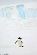真正生活於極地的企鵝