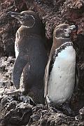 加拉帕戈斯企鵝