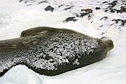 身體的保溫設計令海豹能不怕寒冷躺在雪地上