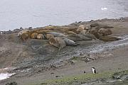海邊的一群象海豹